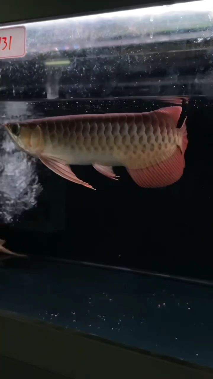 這紅龍有潛力嗎？18888可以入手嗎，小伙不帥_人見人愛評論：紅龍有潛力嗎