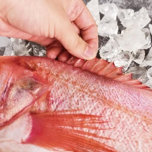 有哪些著名的深海紅龍魚品種，深海紅龍魚品種