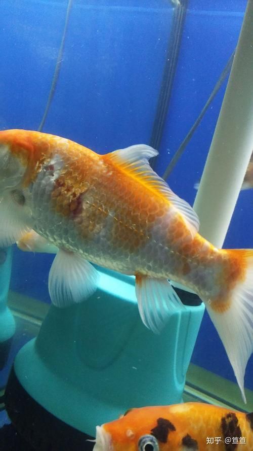 魚鱗變紅滲血后如何護理，魚鱗變紅滲血后如何護理，