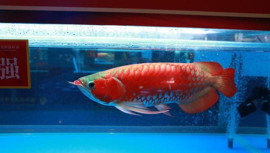 紅龍魚和金龍魚哪個需要更多白光?,紅龍魚和金龍魚哪個更需要紅光? 龍魚百科 第2張 紅龍魚和金龍魚哪個需要更多白光?,紅龍魚和金龍魚哪個更需要紅光? 紅龍魚和金龍魚哪個需要更多白光?,紅龍魚和金龍魚哪個更需要紅光? 龍魚百科 第2張
