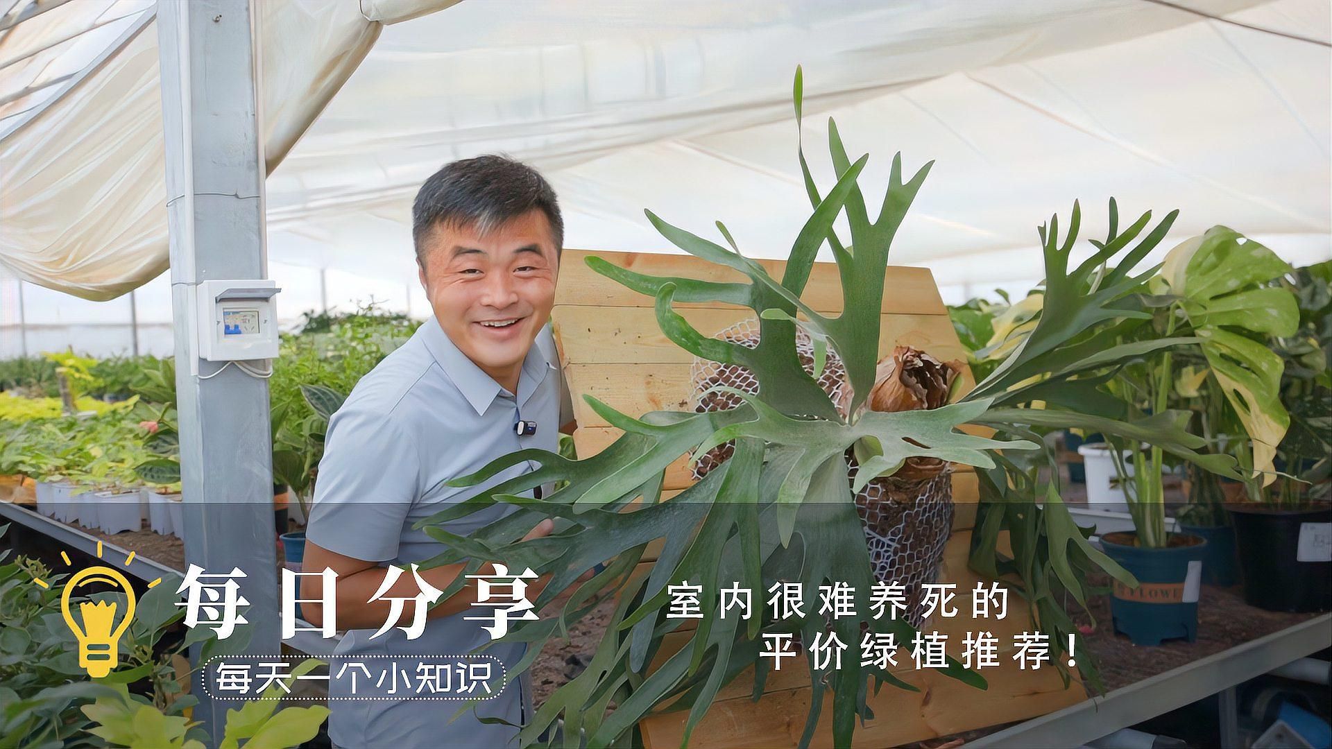 40個品種中哪個最好養，哪些植物是最容易養護的？