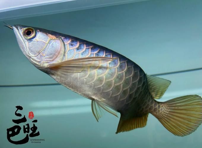 高背金龍魚有哪些優良品相特征，如何判斷高背金龍魚的價格是多少？