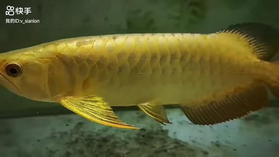 金頭過背金龍魚有哪些品相缺陷，如何判斷金頭過背金龍魚
