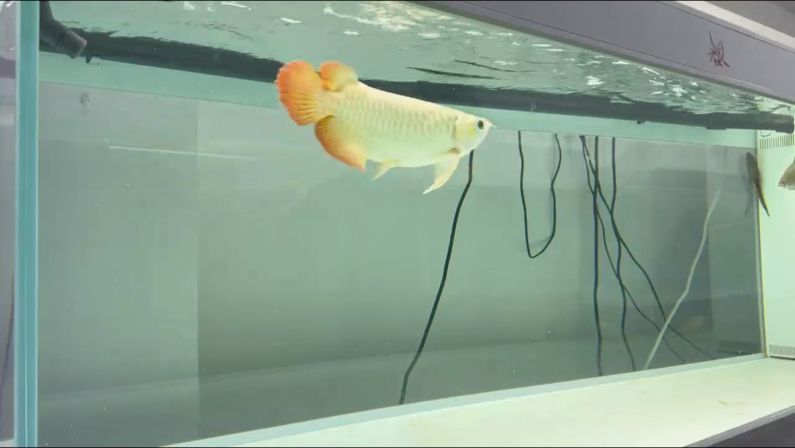 大骨骼體型，頭型頓，超級無敵硬骨大扇尾，\