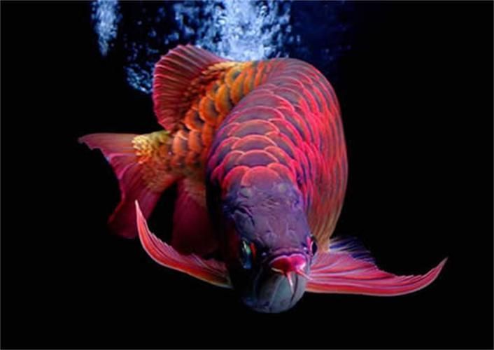 500萬紅龍魚圖片，500萬紅龍魚圖片欣賞