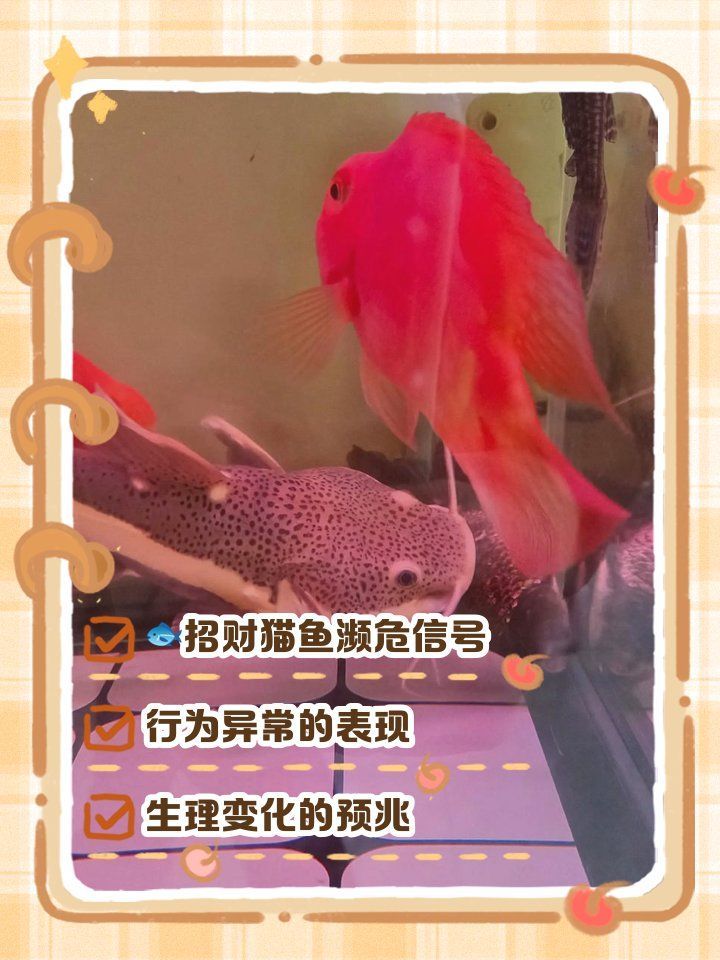 如何判斷招財貓魚是否健康，怎樣判斷招財貓魚是否健康