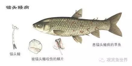 龍魚寄生蟲感染癥狀有哪些