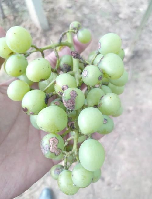 黑霉病有哪些預防措施，alternaria、aspergillusniger防治黑霉病預防措施