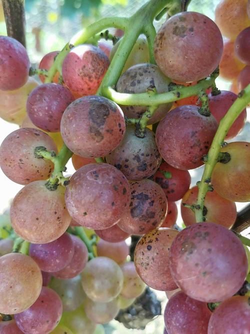黑霉病有哪些預防措施，alternaria、aspergillusniger防治黑霉病預防措施
