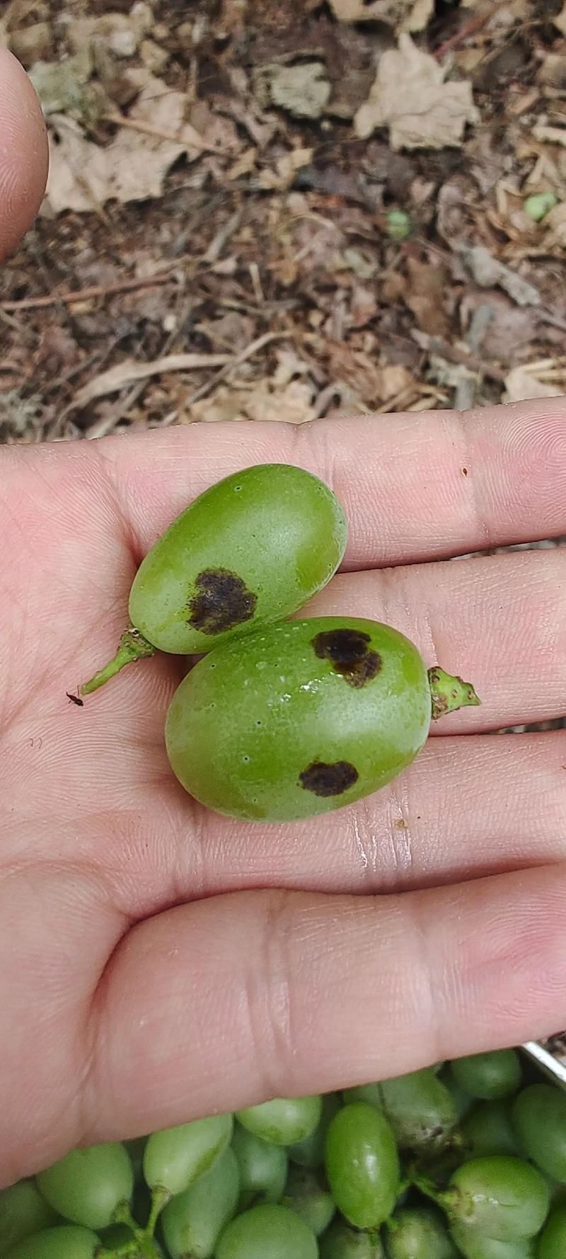 黑霉病有哪些預防措施，alternaria、aspergillusniger防治黑霉病預防措施