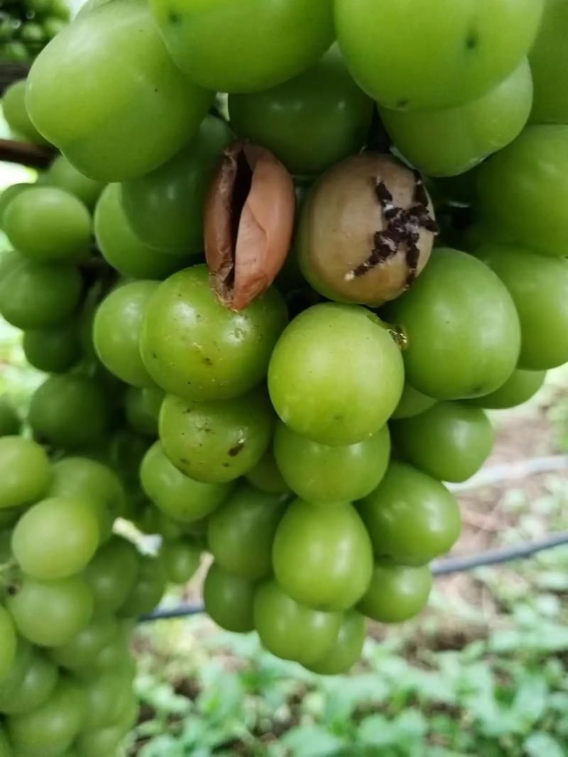 黑霉病有哪些預防措施，alternaria、aspergillusniger防治黑霉病預防措施