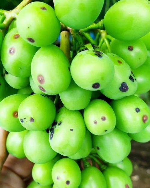 黑霉病有哪些預防措施，alternaria、aspergillusniger防治黑霉病預防措施