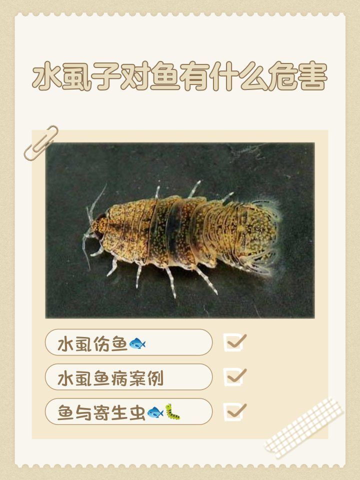 魚虱和錨頭蚤哪個(gè)對龍魚危害更大，魚虱和錨頭蚤對龍魚的危害有多大？