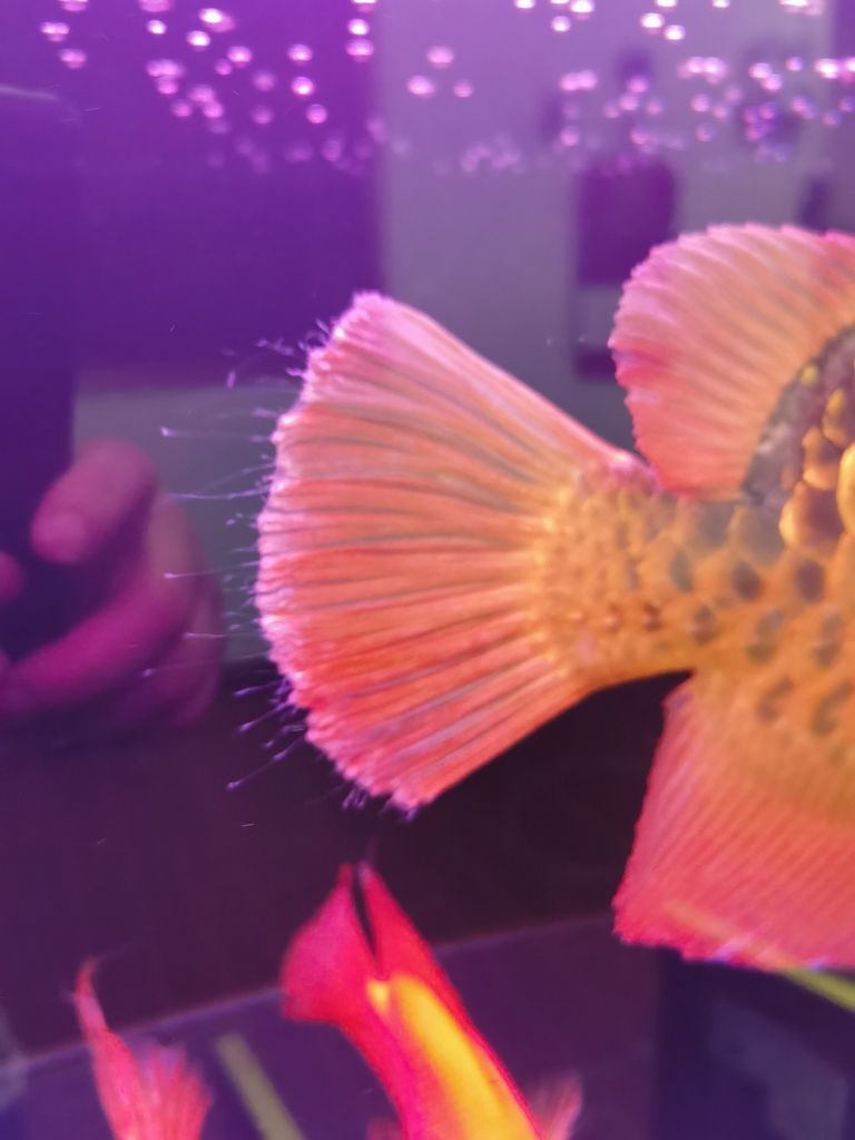 龍魚的尾巴白色絲狀物，這是生了什么病？求大神指點，魚的尾巴出現白色絲狀物是生了什么病，求大神指點