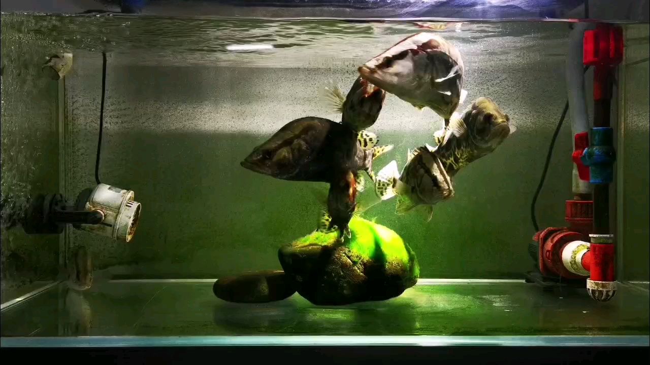 喂魚，國產(chǎn)也瘋狂！，國產(chǎn)魚品牌“喂魚”迅速崛起