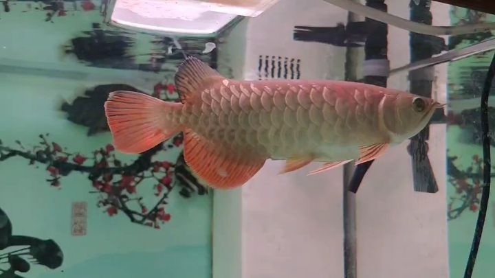 超血紅龍，血紅龍是一種虛構(gòu)的生物，小龍魚到家一個(gè)月