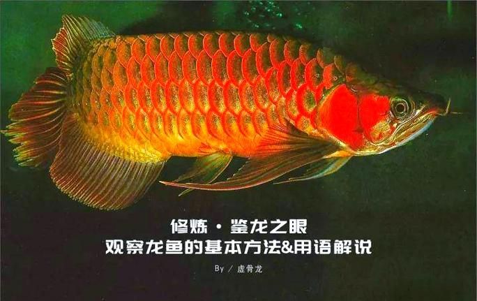 如何判斷一條紅龍魚是否為純正血統(tǒng)？，判斷一條紅龍魚是否為純正血統(tǒng)核心在于核心在于觀察其