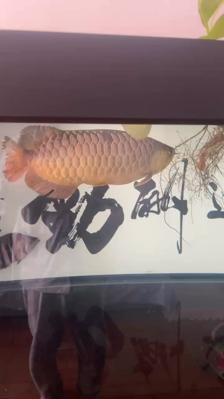小龍33個(gè)月了，33個(gè)月大的孩子，正處在一個(gè)充滿好奇和探索的發(fā)展階段