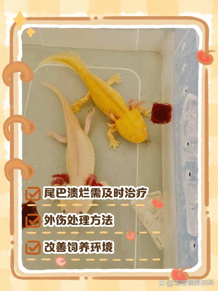 如何判斷龍魚尾爛是否嚴重，寵物喂養百科，銀龍魚爛尾巴5個原因和解決方法