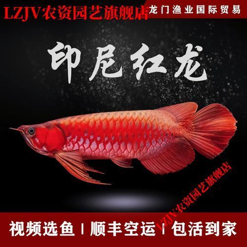 紅背金龍魚市場行情，紅背金龍魚市場行情詳解