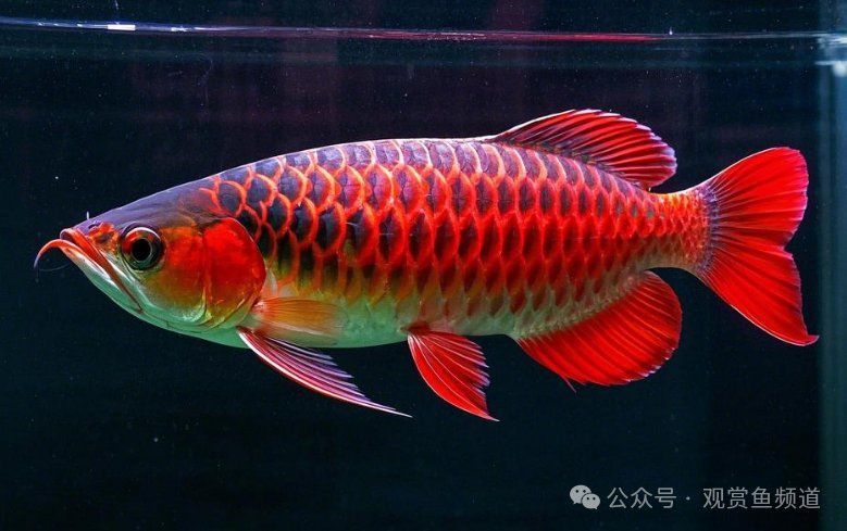 紅背金龍魚市場行情，紅背金龍魚市場行情詳解