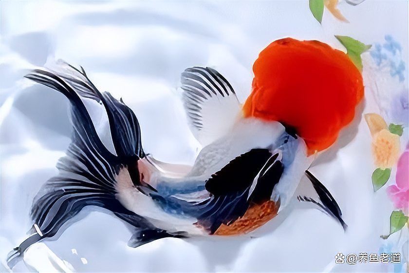 如何預防魚腸炎的發生，魚腸炎的系統性預防