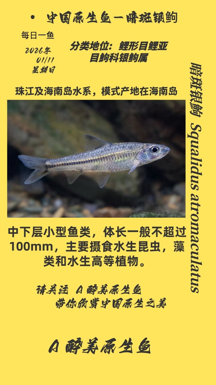 暗斑銀，保護暗斑銀的生存環境對于維護暗斑銀的生存環境對于維護，暗斑銀的生存環境對于保護