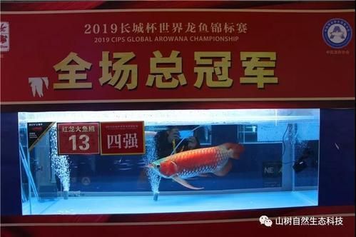 國(guó)內(nèi)龍魚(yú)展覽活動(dòng)，“長(zhǎng)城杯”世界龍魚(yú)展覽活動(dòng)詳解龍魚(yú)展覽活動(dòng)詳解