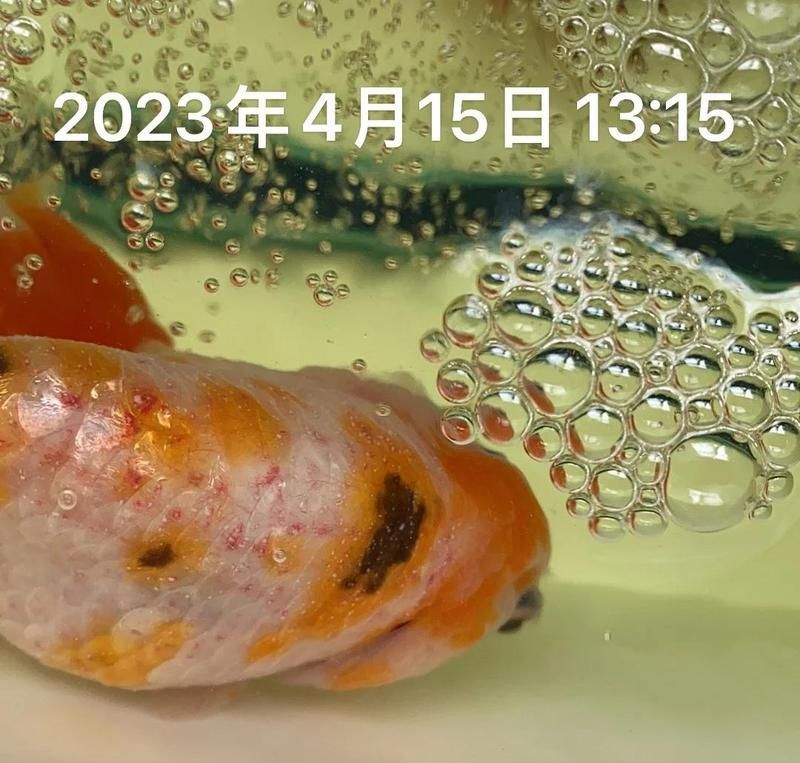 金魚充血治療期間需要喂食嗎，吞大象的蛇蛇,金魚尾巴充血爛尾是怎么回事