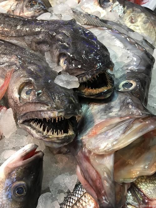 魚龍真實圖片，種類？圖給我，在探索時，我們經(jīng)常會遇到一些令人驚嘆的生物