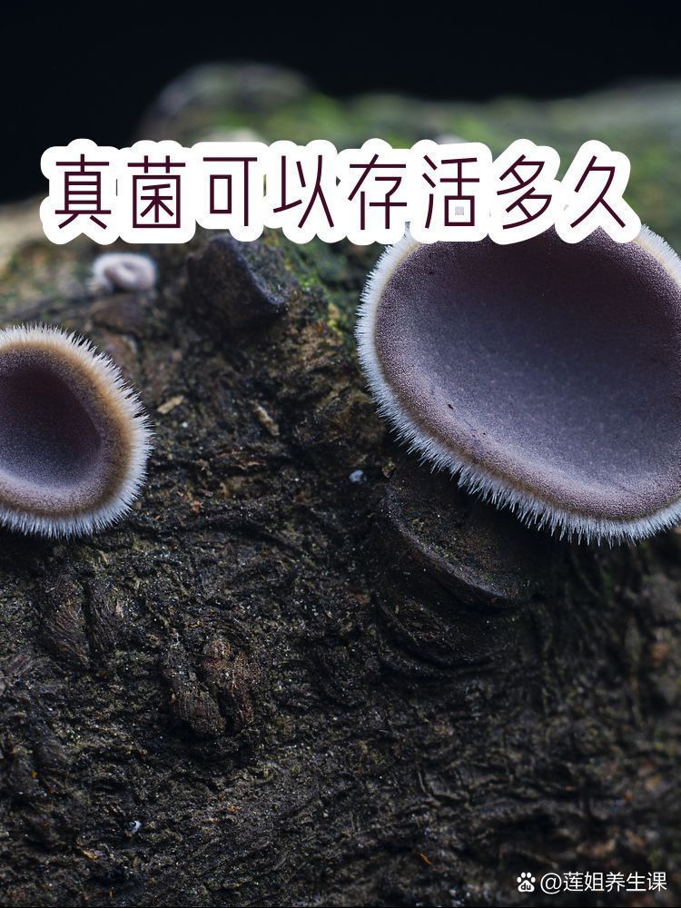 真菌在手上存活多久會死亡，「手部真菌在手上存活多久會死亡