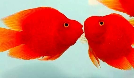 請給出更多關于紅色魚類的圖片，關于紅色魚類的一些圖片