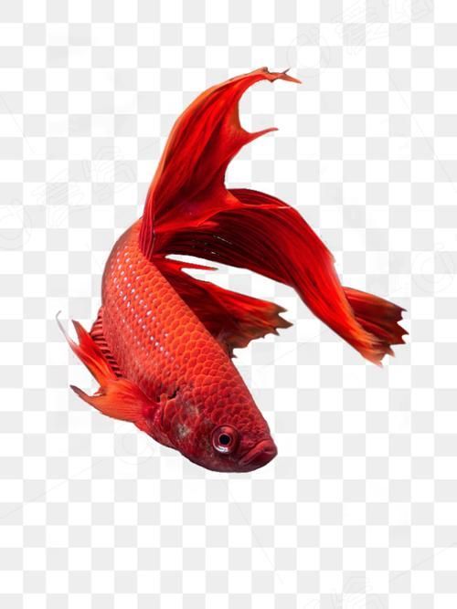 請給出更多關于紅色魚類的圖片，關于紅色魚類的一些圖片