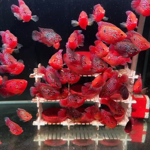 請給出更多關于紅色魚類的圖片，關于紅色魚類的一些圖片