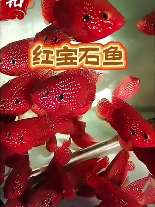 請給出更多關于紅色魚類的圖片，關于紅色魚類的一些圖片