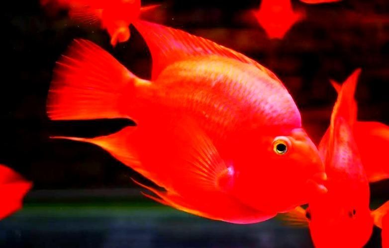 請給出更多關于紅色魚類的圖片，關于紅色魚類的一些圖片
