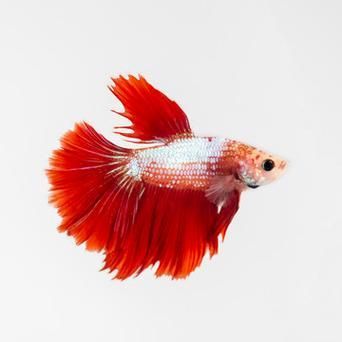 請給出更多關于紅色魚類的圖片，關于紅色魚類的一些圖片