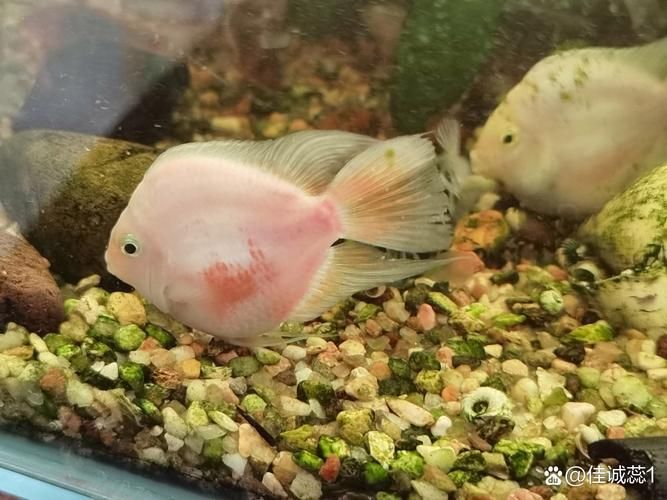 如何緩解迷你鸚鵡魚的充血癥狀，迷你鸚鵡魚充血癥狀 如何緩解迷你鸚鵡魚的充血癥狀，迷你鸚鵡魚充血癥狀 龍魚百科 第1張