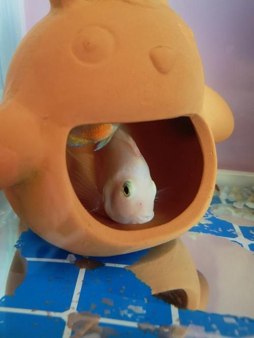 如何緩解迷你鸚鵡魚的充血癥狀，迷你鸚鵡魚充血癥狀 如何緩解迷你鸚鵡魚的充血癥狀，迷你鸚鵡魚充血癥狀 龍魚百科 第3張