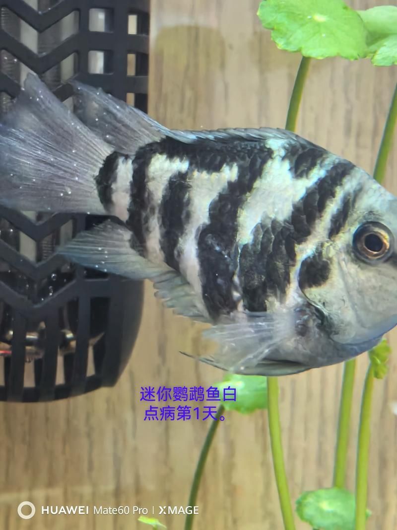 如何緩解迷你鸚鵡魚的充血癥狀，迷你鸚鵡魚充血癥狀 如何緩解迷你鸚鵡魚的充血癥狀，迷你鸚鵡魚充血癥狀 龍魚百科 第4張