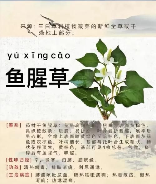 有哪些天然方法可以治療魚鰓蓋潰爛，天然方法治療魚鰓蓋潰爛