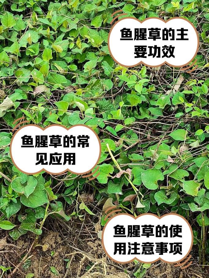 有哪些天然方法可以治療魚鰓蓋潰爛，天然方法治療魚鰓蓋潰爛