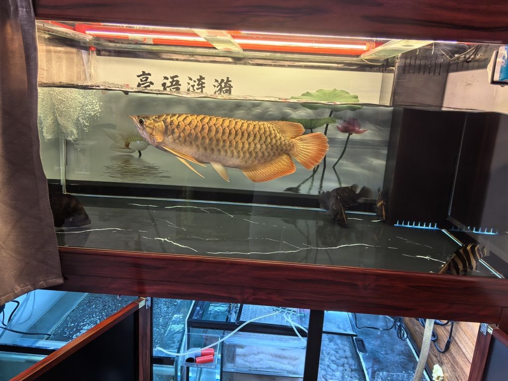 堅(jiān)持愛好，i00wvbla評論：堅(jiān)持愛好的重要性