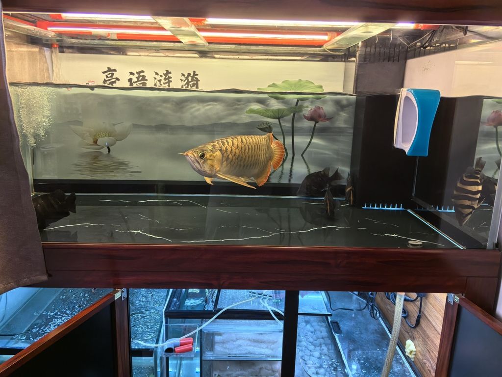 堅(jiān)持愛好，i00wvbla評論：堅(jiān)持愛好的重要性