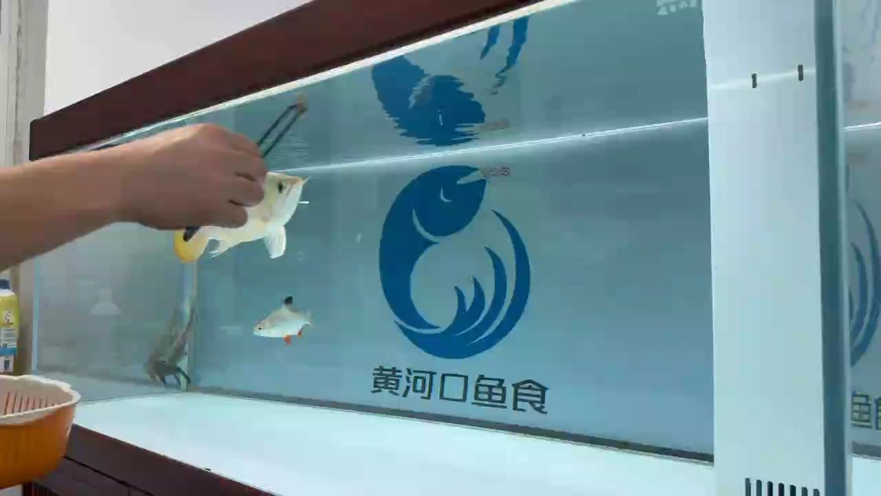 超級無敵大胸鰭，硬骨大扇尾，狀態杠杠滴！，\