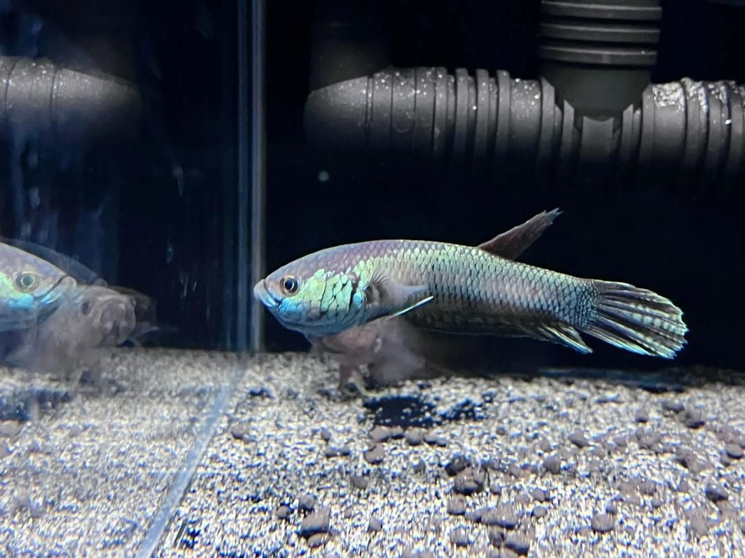 如何培育出戰車型龍魚？，南極戰車型龍魚培育全流程詳解