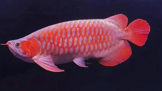 如何培育出戰車型龍魚？，南極戰車型龍魚培育全流程詳解