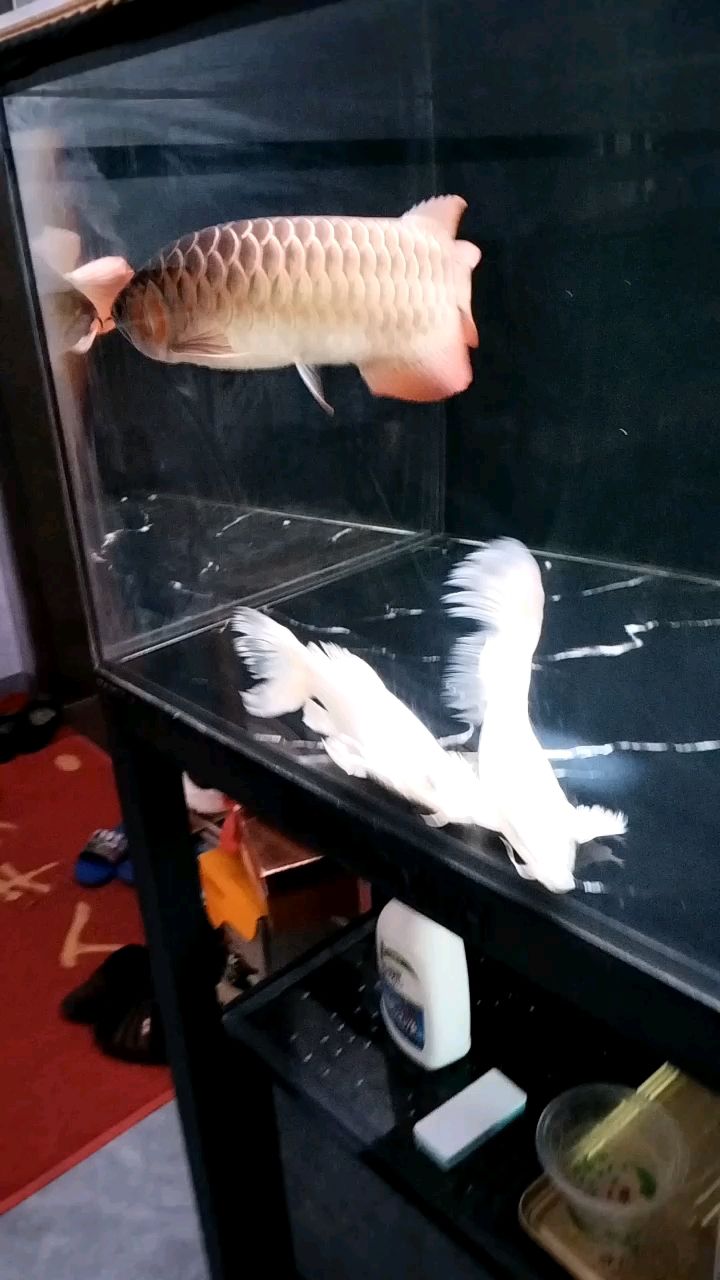 養了半年多很少開燈發色這么快，手機拍顏色不是那么好，養了半年多很少開燈發色這么快，手機拍照顏色不是那么好