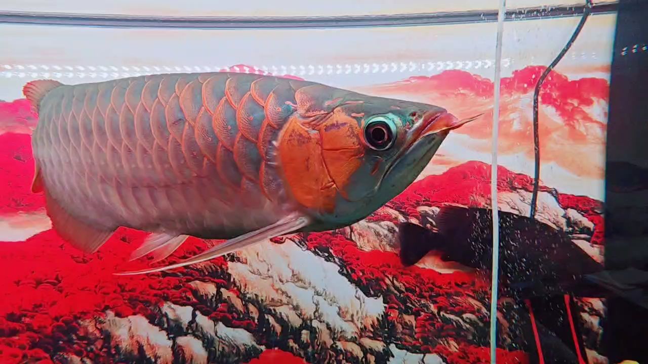 馬印增艷燈plus，持續(xù)升級(jí)。，馬印增艷燈plus持續(xù)升級(jí)，諸葛非評(píng)論：挺好