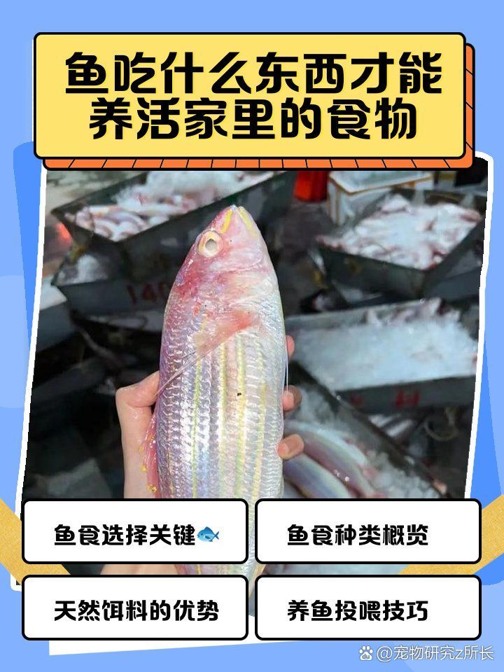 有哪些魚飼料推薦，如何選擇魚飼料